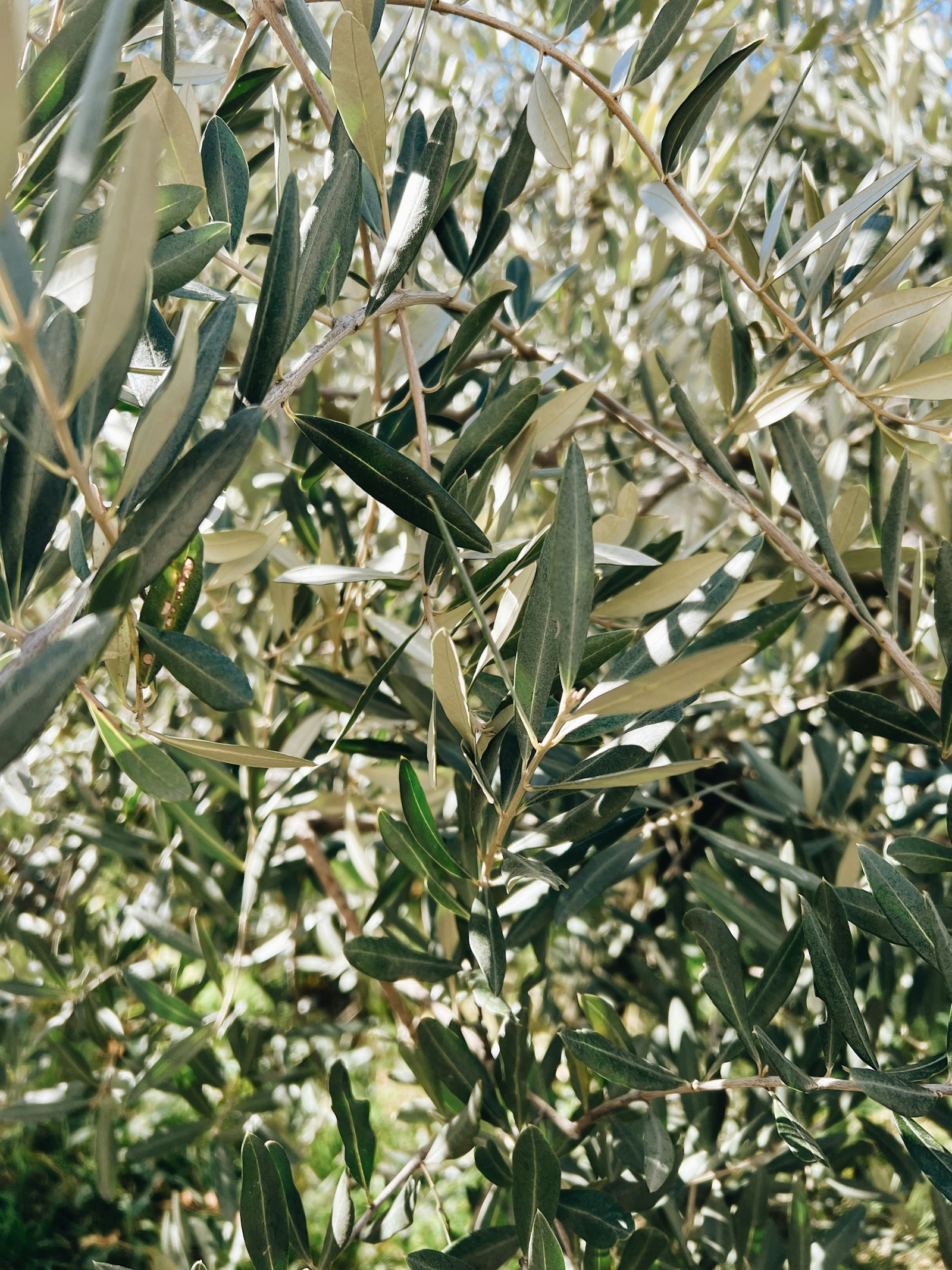 Sunlit olive tree foliage